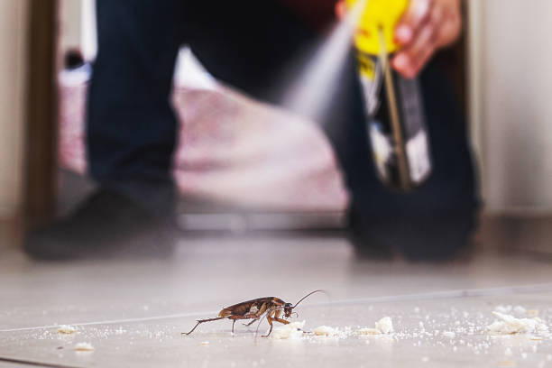 Best Flea Control Services  in Hermann, MO